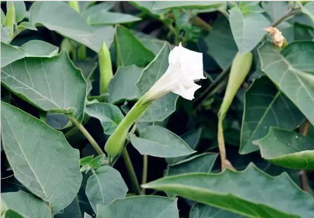 颜值平平的*疆新**路边野花，早已跻身天界神话？