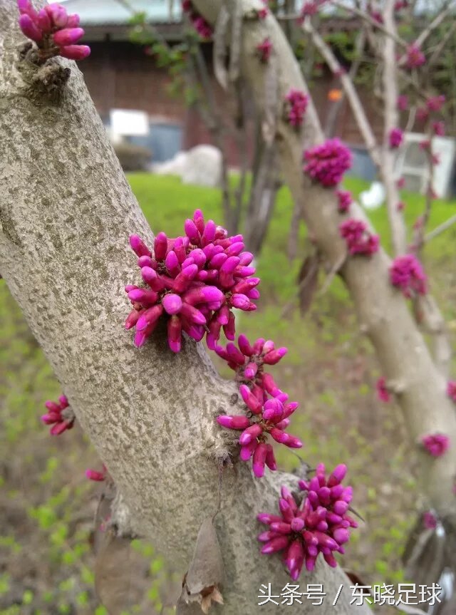 冬亦妖娆夏亦争艳临沂人民公园N分之一角