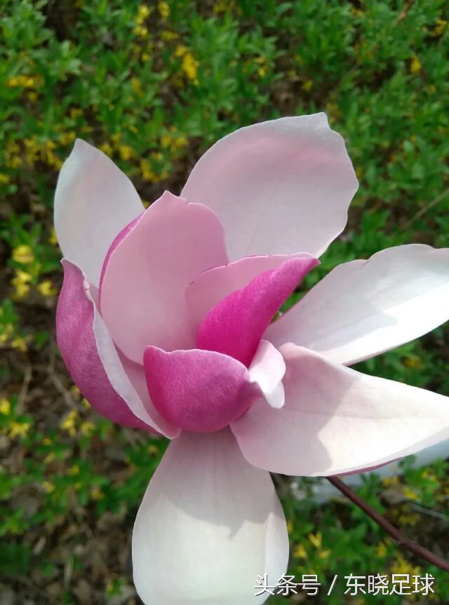 冬亦妖娆夏亦争艳临沂人民公园N分之一角