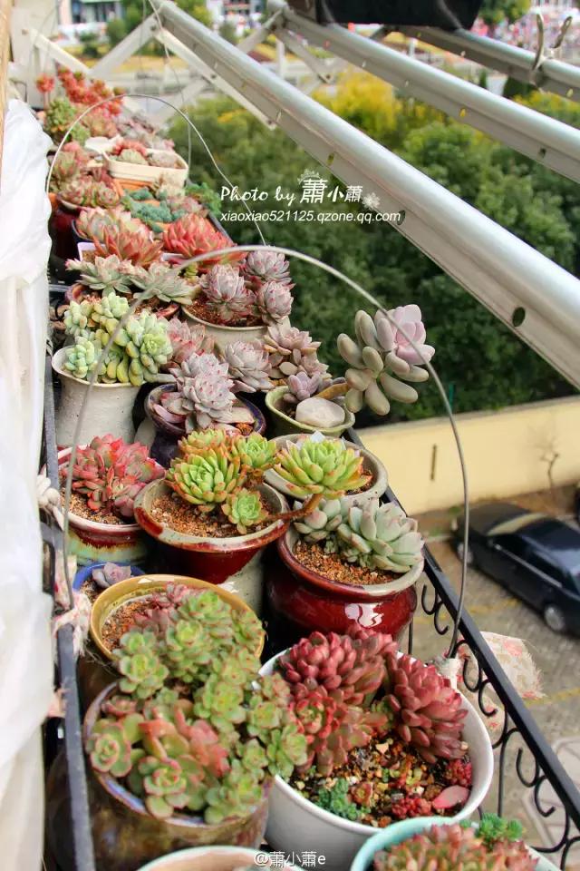 多肉花架遮雨布怎么做,伸缩多肉花架带轮子可以遮雨