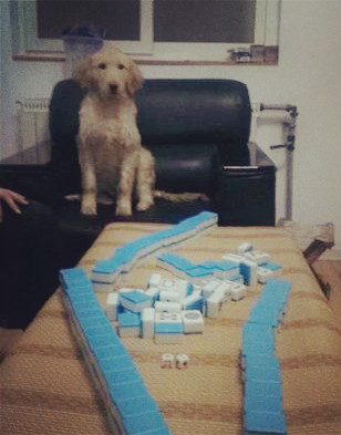 如果你能陪狗狗度过一生，你能不能这样？