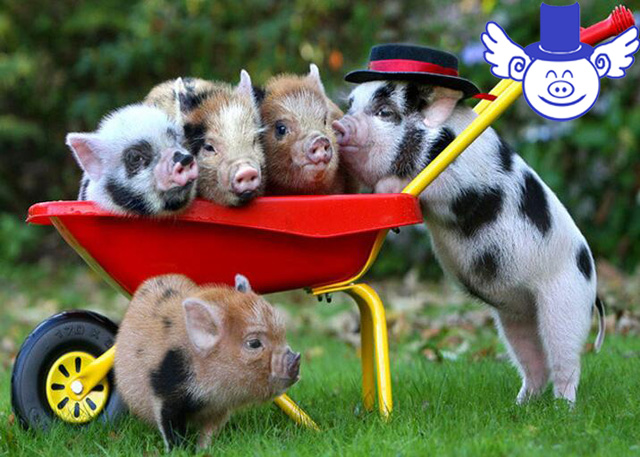 预防仔猪拉稀的最好方法,仔猪拉稀怎么治疗最快最有效