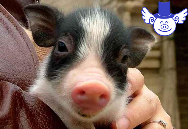 预防仔猪拉稀的最好方法,仔猪拉稀怎么治疗最快最有效