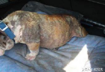 狗狗脓皮症掉毛最有效的治疗办法,狗狗得了皮肤病可以抹药膏吗