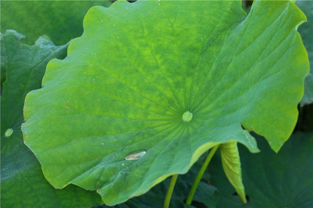 *萨特帕**一场与荷花无法拒绝的浪漫之旅