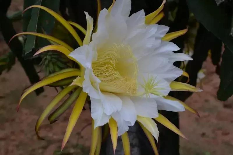 如何挑火龙果分三步,挑火龙果的方法