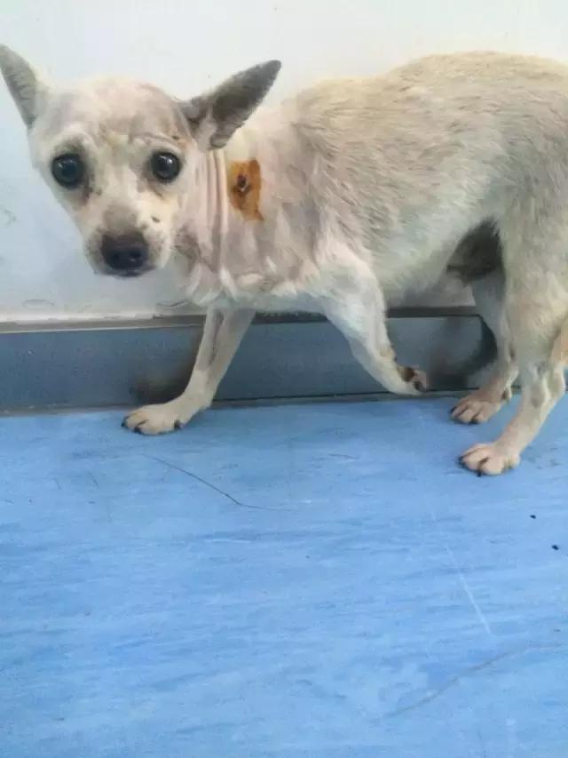 流浪狗被箭射穿违法吗,流浪狗被箭射穿