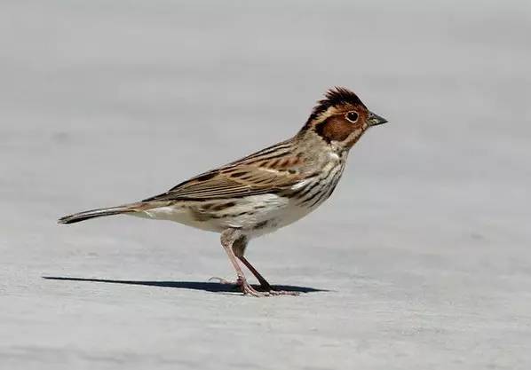 鵟鸟怎么读,鵟字怎么念