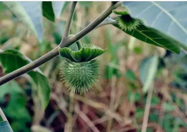 颜值平平的*疆新**路边野花，早已跻身天界神话？
