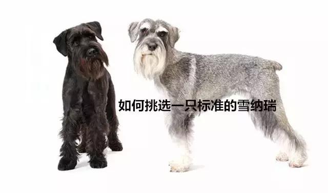 怎样挑选一只好的雪纳瑞犬,如何挑选一只适合家养的雪纳瑞
