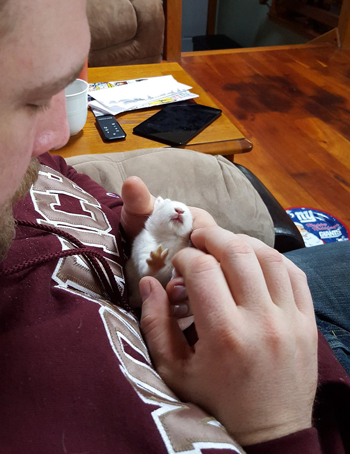 兔子会自杀结束痛苦？美国农场主用“滑板轮椅”拯救了残疾小兔子