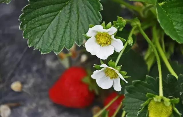 为什么奇怪的草莓是能吃的,草莓长得奇形怪状有没有营养