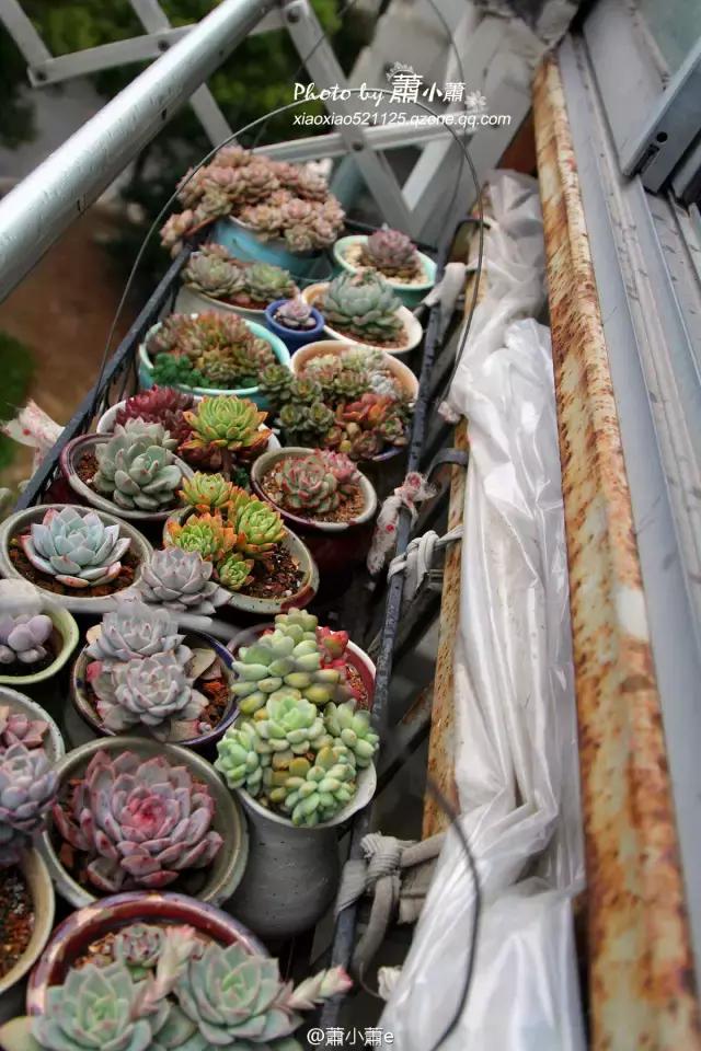 多肉花架遮雨布怎么做,伸缩多肉花架带轮子可以遮雨