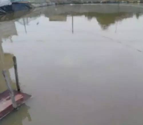 虾难养、鱼价低，广西合浦养殖户尝试转养台湾泥鳅