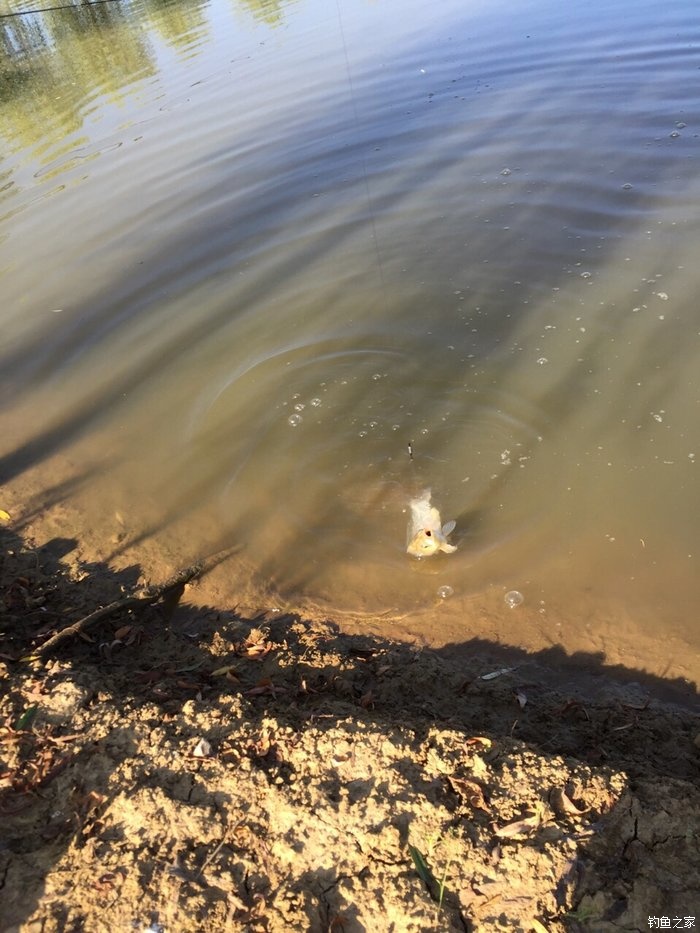亮片跳底钓鳜鱼,一线多钩钓鳜鱼