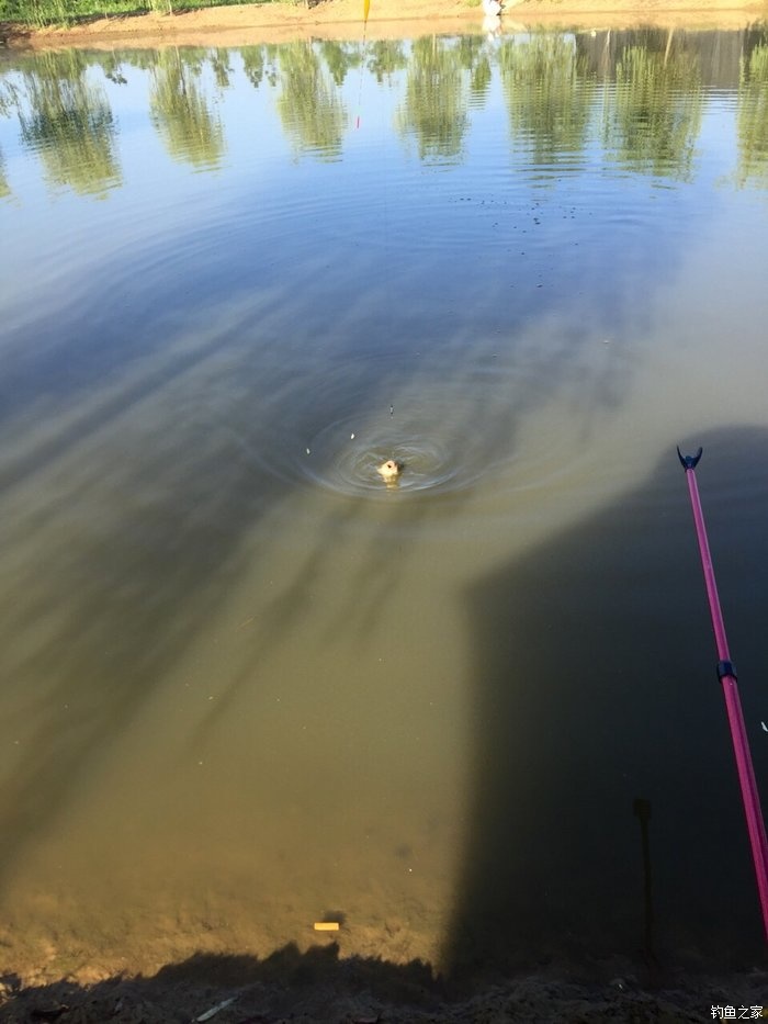 亮片跳底钓鳜鱼,一线多钩钓鳜鱼