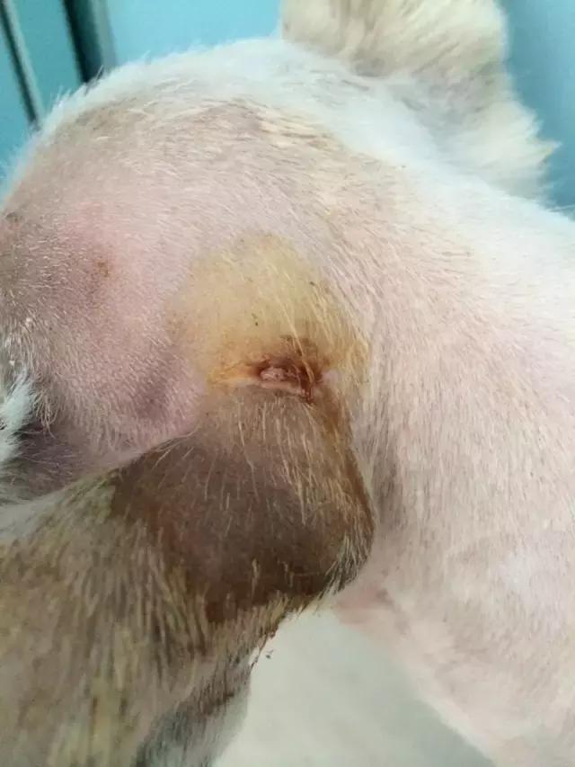 流浪狗被箭射穿违法吗,流浪狗被箭射穿