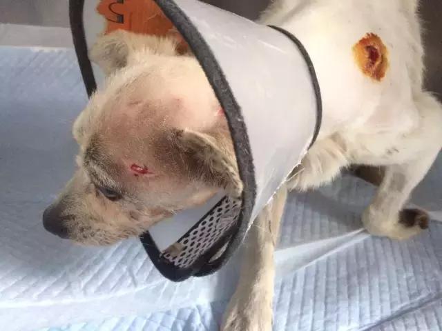 流浪狗被箭射穿违法吗,流浪狗被箭射穿