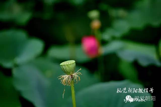 荷花酒,荷花图片