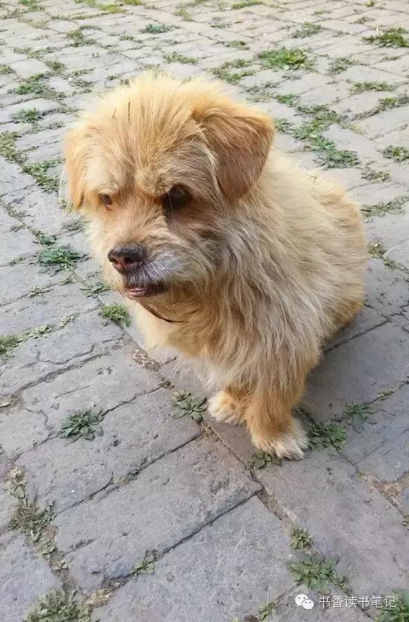 犬齿少了一颗,犬齿中间只有两颗牙