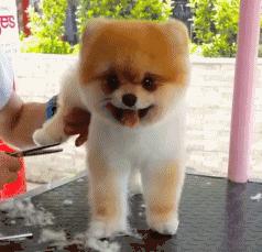 自己在家给泰迪狗狗剪毛,在家给狗狗剪毛需要什么剪刀