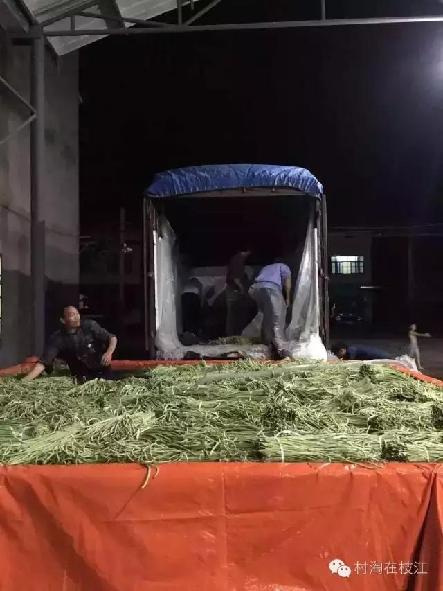 80后姑娘在农村创业,九零后农村姑娘创业故事