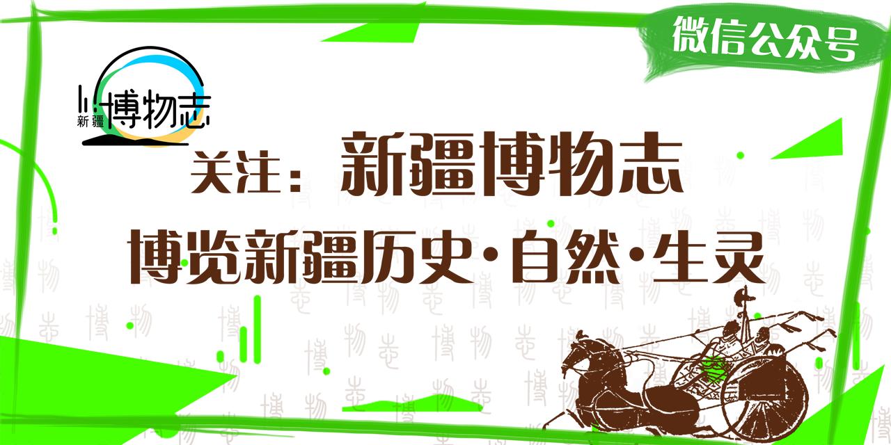 颜值平平的*疆新**路边野花，早已跻身天界神话？