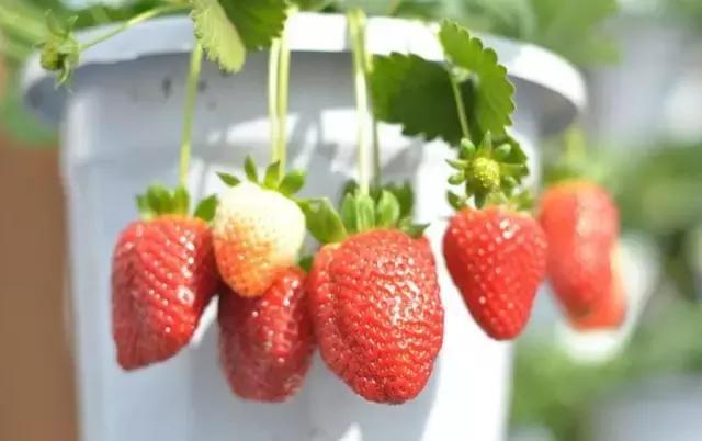 为什么奇怪的草莓是能吃的,草莓长得奇形怪状有没有营养