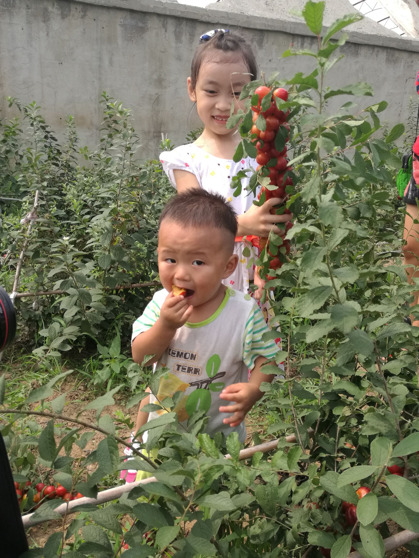 欧李是什么李子,欧李与普通李子的区别