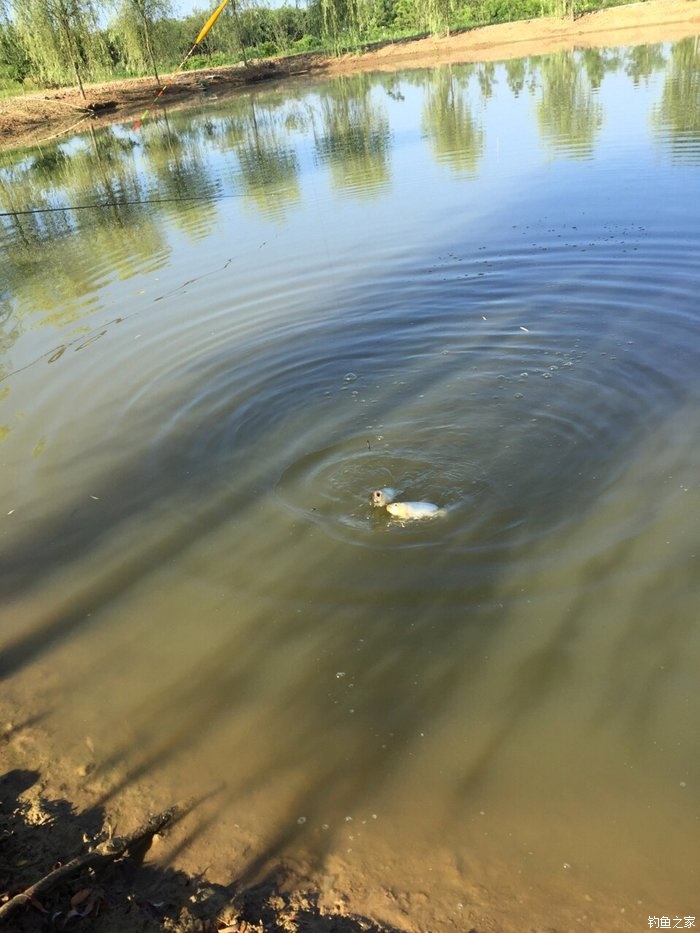 亮片跳底钓鳜鱼,一线多钩钓鳜鱼