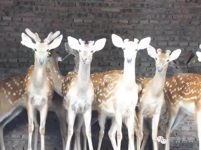 紫云梅花鹿,梅花鹿养殖成为农民致富新途径