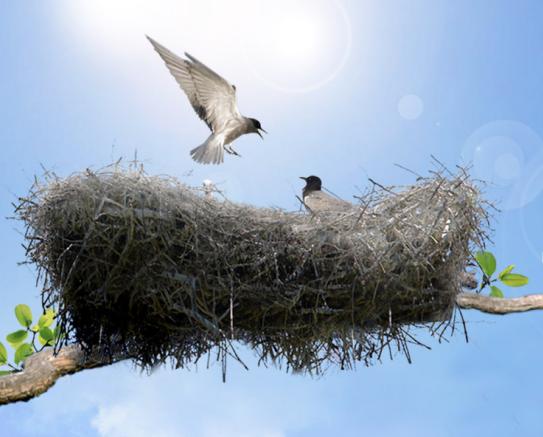 动物也疯狂蚂蚁大战,动物也疯狂双人