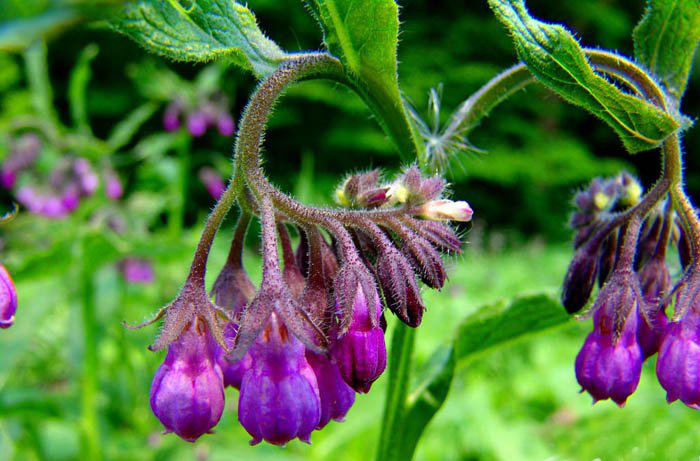 紫草素作用机制,正宗紫草素