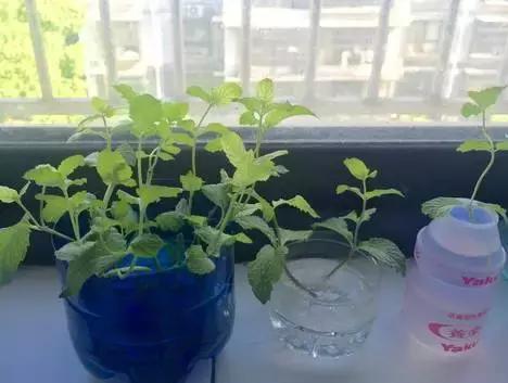 十种阳台中草药好养又实用,清热去火养肝的中草药