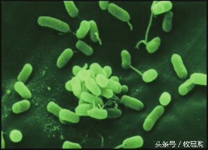 狗狗脓皮症掉毛最有效的治疗办法,狗狗得了皮肤病可以抹药膏吗