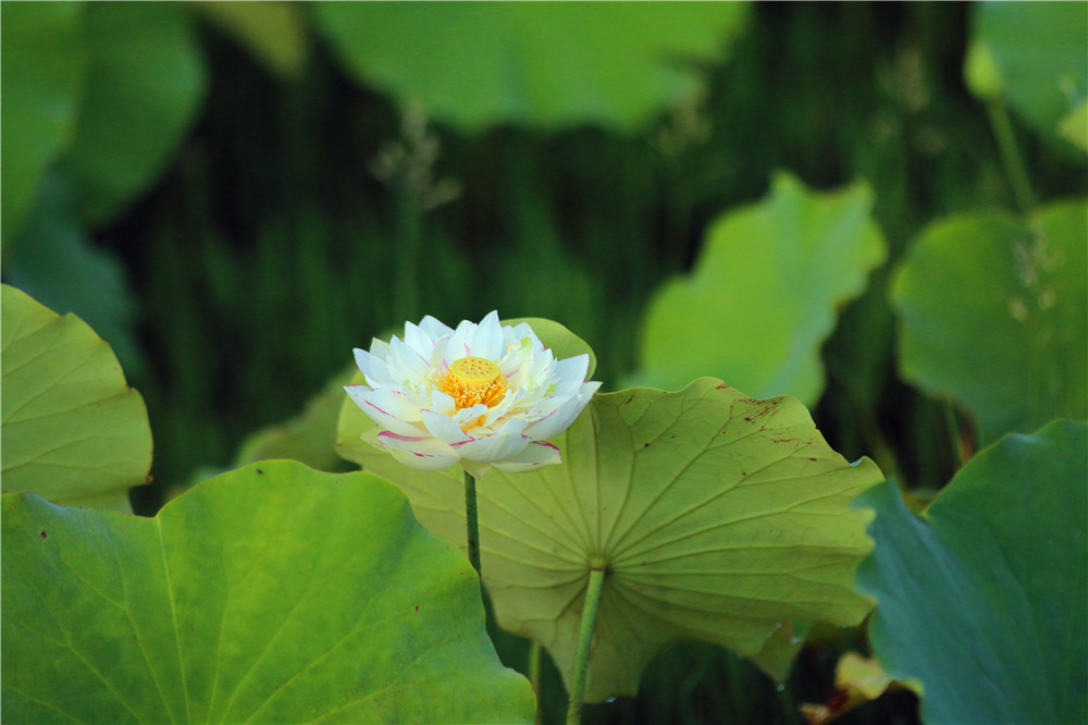 *萨特帕**一场与荷花无法拒绝的浪漫之旅