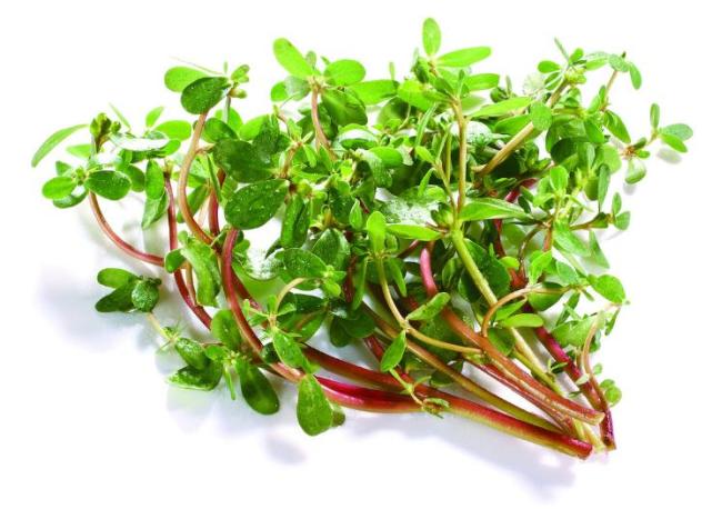 专治鸽病特效方,治鸽病最好的土方