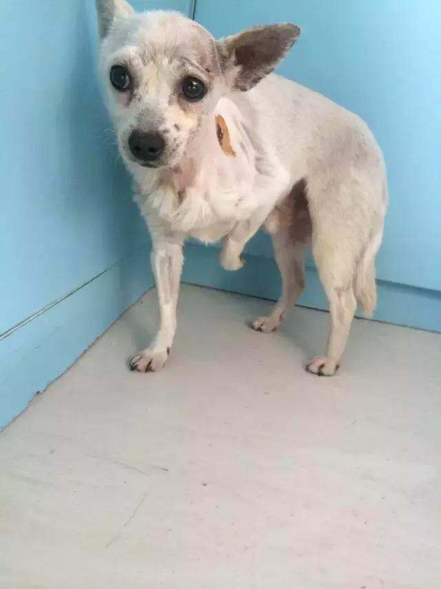 流浪狗被箭射穿违法吗,流浪狗被箭射穿