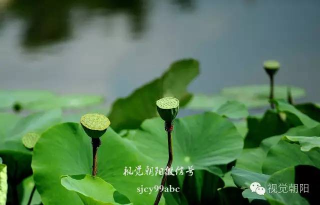 荷花酒,荷花图片