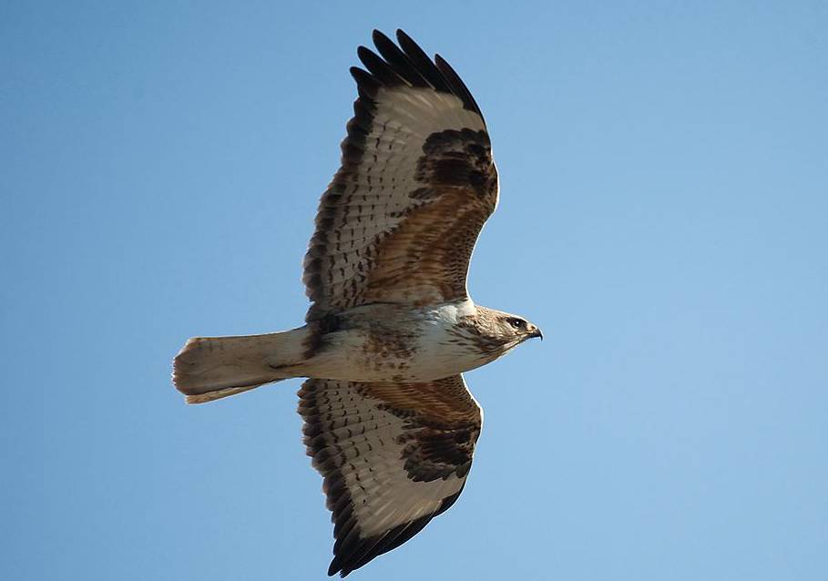 鵟鸟怎么读,鵟字怎么念