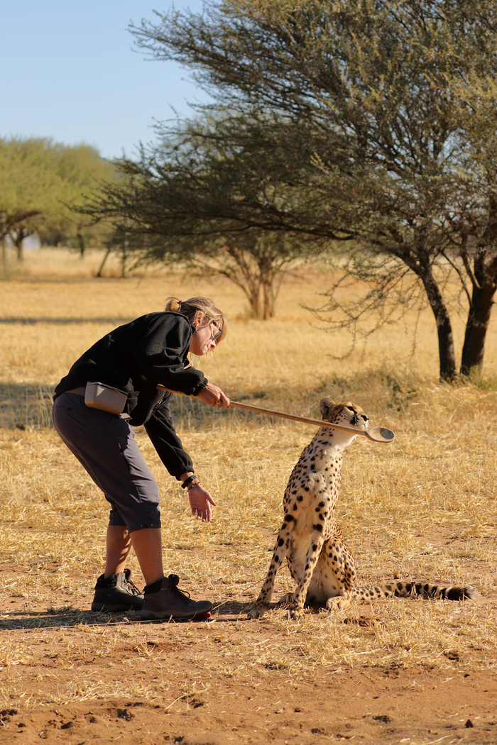 猎豹奔跑壮观,猎豹狂奔