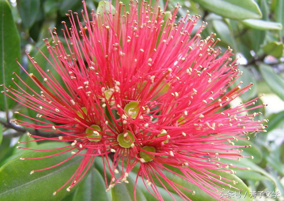 血脂高怎么办倪海厦,血脂高怎么办