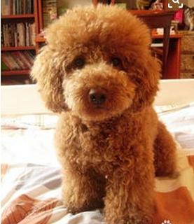 泰迪饲养关注事项,夏天泰迪狗狗生产关注事项