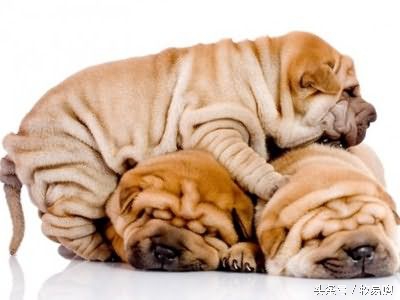 狗狗脓皮症掉毛最有效的治疗办法,狗狗得了皮肤病可以抹药膏吗