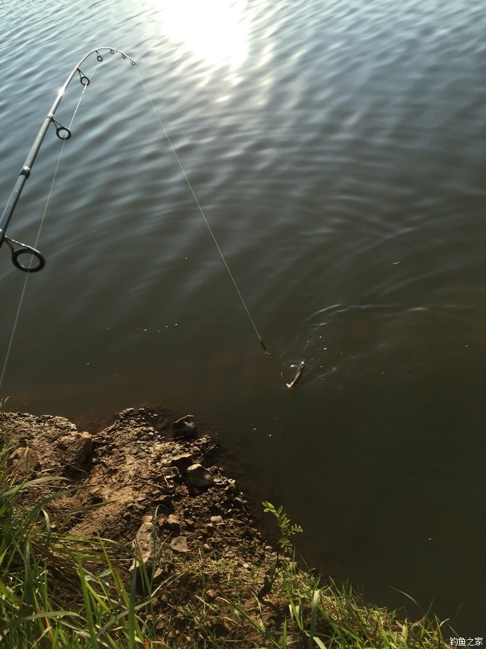 亮片跳底钓鳜鱼,一线多钩钓鳜鱼