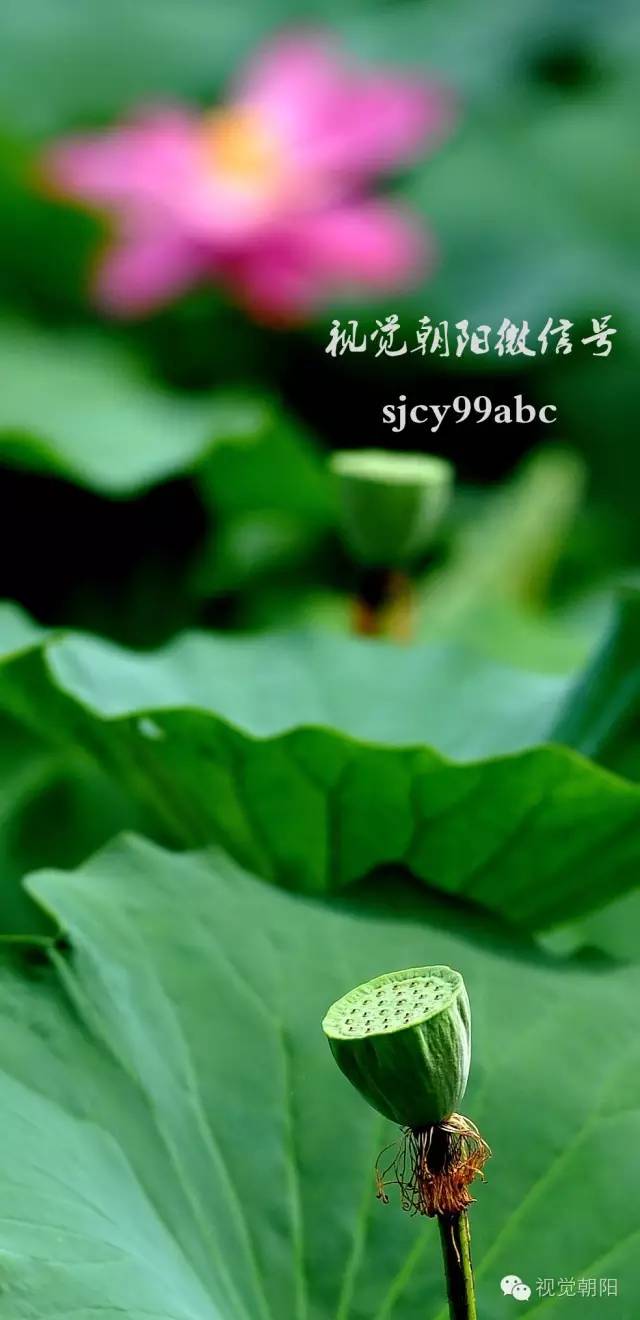 荷花酒,荷花图片