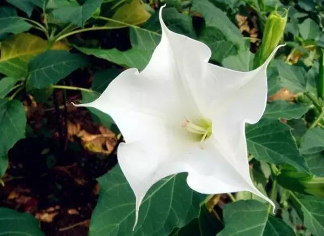 颜值平平的*疆新**路边野花，早已跻身天界神话？