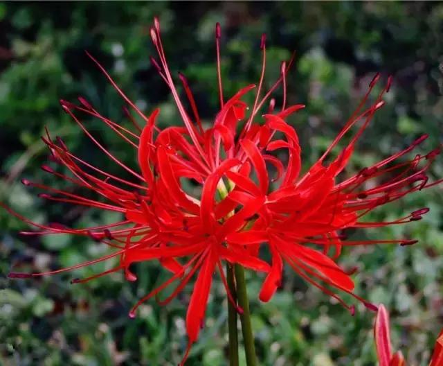 颜值平平的*疆新**路边野花，早已跻身天界神话？