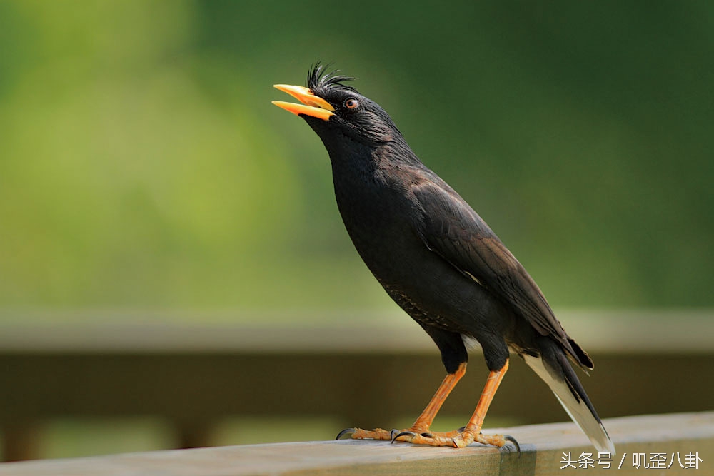 给鸟看病的医院,给鸟看病要多少钱