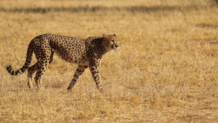 猎豹奔跑壮观,猎豹狂奔
